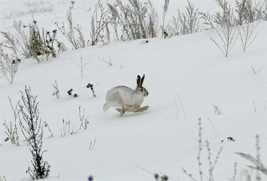Заяц в сугробе. Следы зайца беляка и зайца русака. Следы зайца беляка. Зимний заяц Русак охота.
